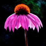 Echinacea 2017 (private collection)