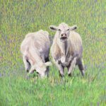 RobertPointer_Cows2026