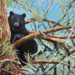 black_bear_tree2026