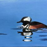 hooded merganser