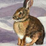 rabbit