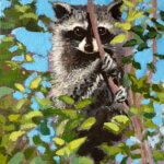raccoon2026