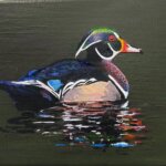wood_duck_8_10