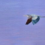 Great Blue Heron2026