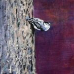 RobertPointer_nuthatch2026
